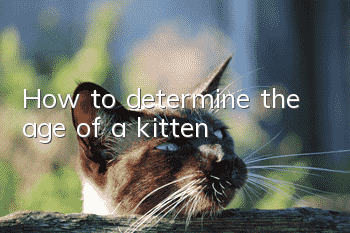 How to determine the age of a kitten?