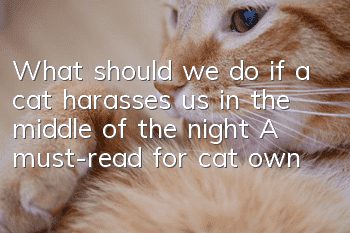 What should we do if a cat harasses us in the middle of the night? A must-read for cat owners!