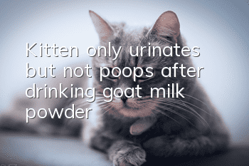 Kitten only urinates but not poops after drinking goat milk powder