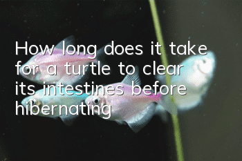 How long does it take for a turtle to clear its intestines before hibernating?