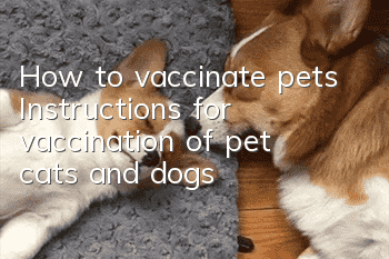 How to vaccinate pets? Instructions for vaccination of pet cats and dogs