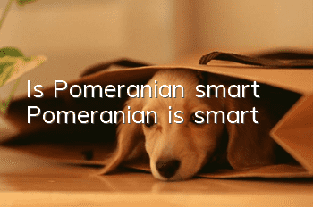 Is Pomeranian smart? Pomeranian is smart