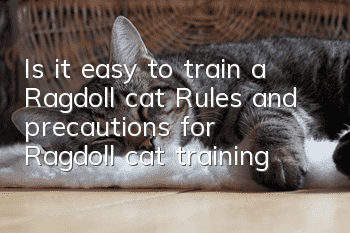 Is it easy to train a Ragdoll cat? Rules and precautions for Ragdoll cat training!