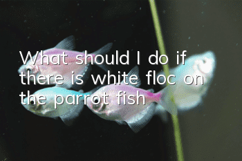 What should I do if there is white floc on the parrot fish?