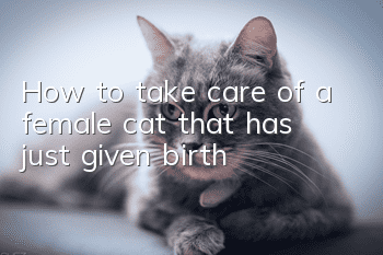 How to take care of a female cat that has just given birth