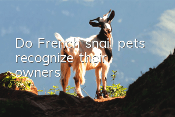 Do French snail pets recognize their owners?