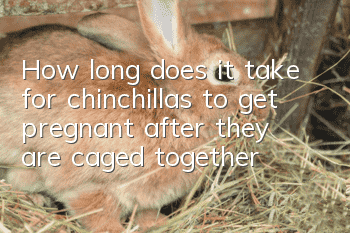 How long does it take for chinchillas to get pregnant after they are caged together?