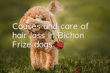 Causes and care of hair loss in Bichon Frize dogs