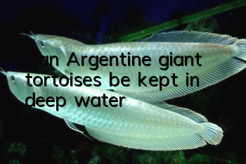 Can Argentine giant tortoises be kept in deep water?