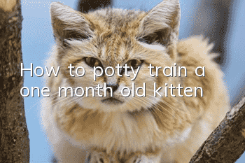 How to potty train a one month old kitten