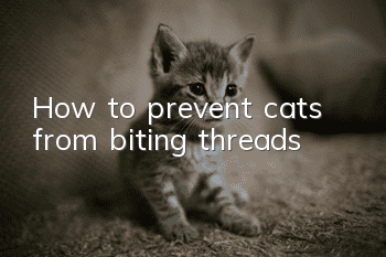 How to prevent cats from biting threads