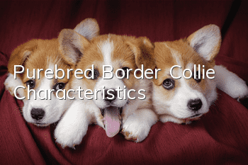 Purebred Border Collie Characteristics