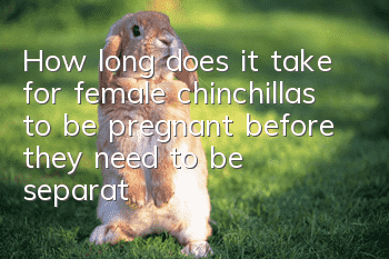 How long does it take for female chinchillas to be pregnant before they need to be separated into cages?