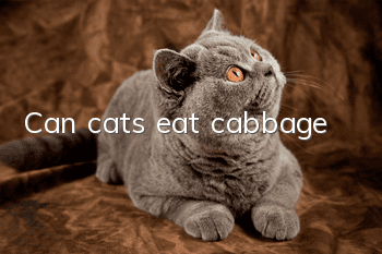 Can cats eat cabbage?