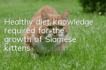 Healthy diet knowledge required for the growth of Siamese kittens