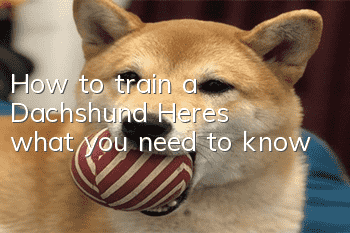 How to train a Dachshund? Here’s what you need to know!