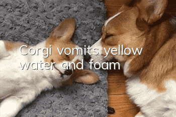 Corgi vomits yellow water and foam