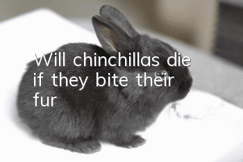 Will chinchillas die if they bite their fur?