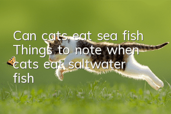 Can cats eat sea fish? Things to note when cats eat saltwater fish