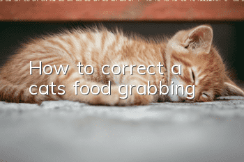 How to correct a cat’s food grabbing?