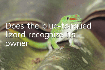 Does the blue-tongued lizard recognize its owner?