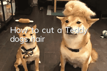 How to cut a Teddy dog's hair