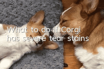 What to do if Corgi has severe tear stains