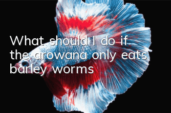 What should I do if the arowana only eats barley worms?