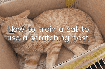 How to train a cat to use a scratching post?