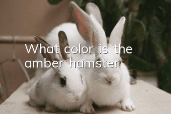 What color is the amber hamster?