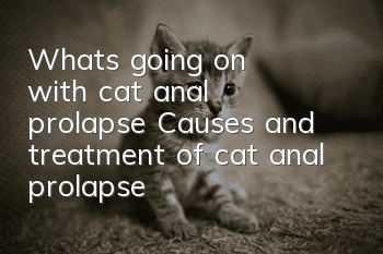 What's going on with cat anal prolapse? Causes and treatment of cat anal prolapse!