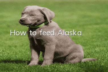 How to feed Alaska