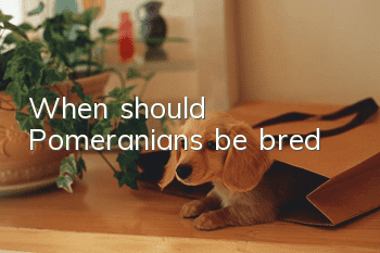 When should Pomeranians be bred?