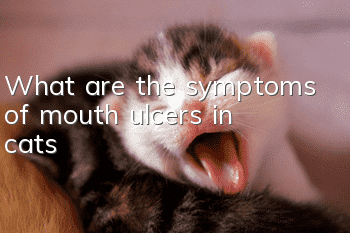 What are the symptoms of mouth ulcers in cats?