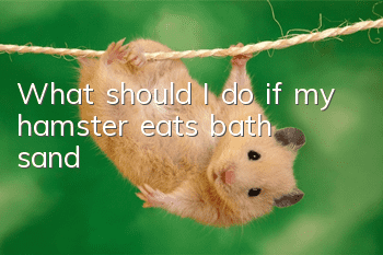 What should I do if my hamster eats bath sand?