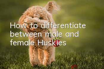 How to differentiate between male and female Huskies