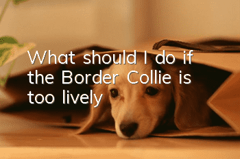 What should I do if the Border Collie is too lively?