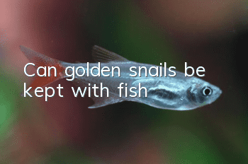 Can golden snails be kept with fish?