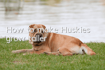 How to make Huskies grow taller