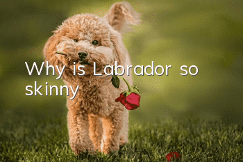 Why is Labrador so skinny?