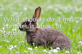 What should I do if my hamster is afraid of people?