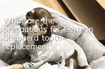 What are the precautions for German Shepherd tooth replacement?