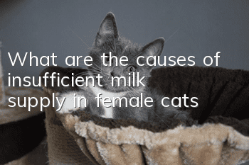 What are the causes of insufficient milk supply in female cats?