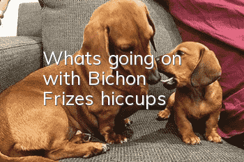 What's going on with Bichon Frize's hiccups?