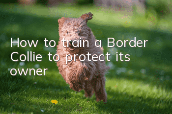 How to train a Border Collie to protect its owner