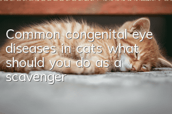 Common congenital eye diseases in cats, what should you do as a scavenger?