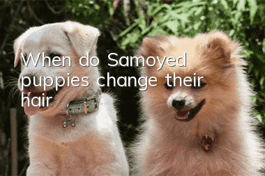 When do Samoyed puppies change their hair?