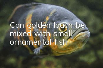 Can golden loach be mixed with small ornamental fish?