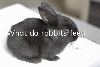 What do rabbits feed?