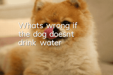 What's wrong if the dog doesn't drink water?